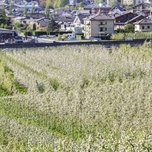 Flowering apple orchards frame Villa of Tirano village Province of Sondrio Lombardy