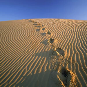 Footprints in Sand Dune, Algondones Dunes Wilderness, California, USA