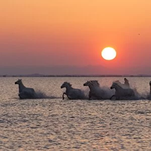 France, Provence, Camargue, A herd of white horses gallop through a lake in the Camargue