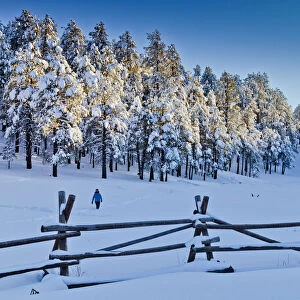 Fresh Snow-covered Pine Trees, Flagstaff, Arizona, USA