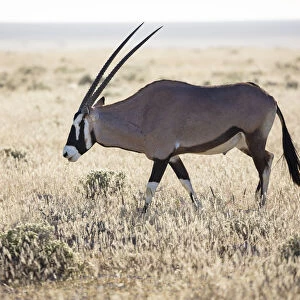 Gemsbok (Oryx gazella), Etosha National Park, Etosha, Namibia