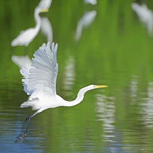Great Egret on flight, Sanibel Island, JN Ding Darling National Wildlife Refuge, Florida
