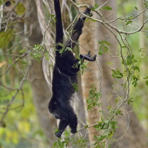 Howler Monkey, near Belize City, Central America