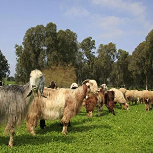 Israel, Sharon region, goats and sheep in Park Hasharon