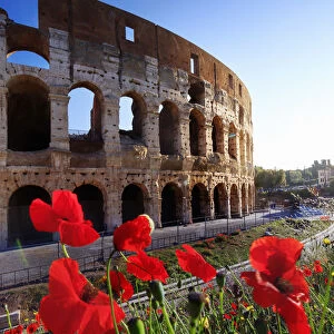 Italy, Rome, Colosseum and Roman Forum at sunrise with red poppies in the foreground