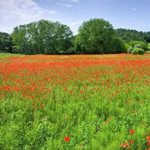 Italy, Tuscany, poppy field near Chiusi village