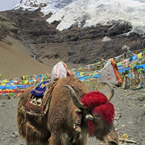 Karola Glacier (5560 m), Shannan Prefecture, Tibet, China