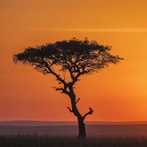 Kenya, An acacia tree at sunset in the Masai Mara game reserve hills