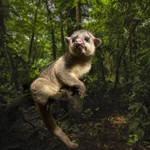 Kinkajou (Potos flavus) in primary rainforest (rehab animal about to be released)