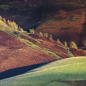 Larch Trees in Autumn, Lake District National Park, Cumbria, England