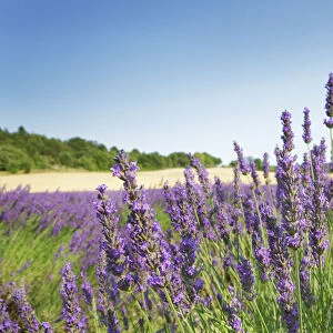 Lavender - France, Provence-Alpes-Cote d Azur, Alpes de Haute Provence, Forcalquier