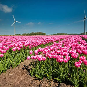 Lisse, Netherlands. A field of tulips with wind turbines in the background