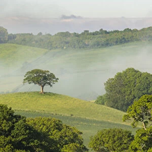 Lone hilltop tree surrounded by rolling countryside on a misty summer morning, Devon