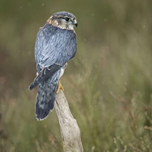 Merlin (Falco columarius), England