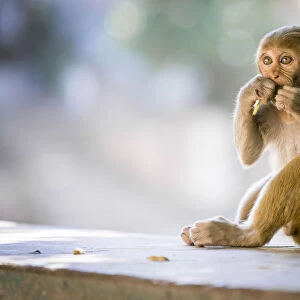 Monkey at Hpo Win Daung Caves (AKA Phowintaung Caves), Monywa, Monywa Township