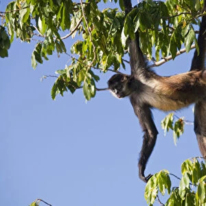 Nicaragua, Granada, Las Isletas, Howler monkey