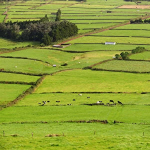 Pasture fields at Fontinhas. Terceira, Azores islands, Portugal