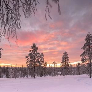 The pink light of the arctic sunset illuminates the snowy woods Vennivaara Rovaniemi