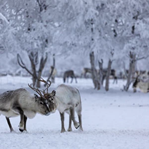 Reindeer grazing, Pallas-Yllastunturi National Park, Muonio, Lapland, Finland