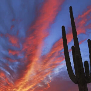 Saguaro - USA, Arizona, Pima, Organpipe Cactus National Monument - Sonora Desert