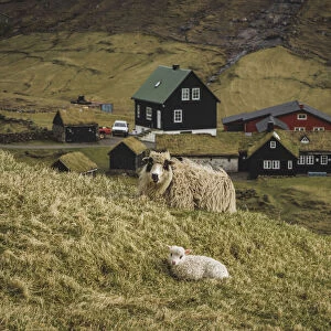 A sheep and a lamb sitting close to the old Duvugarðar farm. Streymoy, Faroe Islands