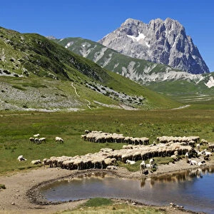 Sheeps at Lago di Pietranzoni, Corno Grande, Campo Imperatore, Gran Sasso National Park