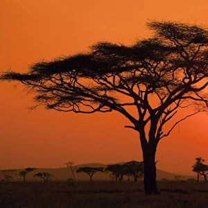 Silhouette of an acacia tree with the sun setting in the background on the Serengeti
