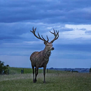 Stag, Broadway, the Cotswolds, England, UK