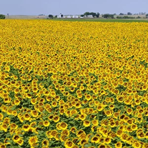 Sunflowers at a farm near Rushville, Western Nebraska, USA