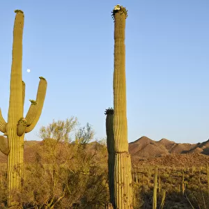 USA, Arizona, Desert Southwest, Saguaro National Park, Saguaro cactus in bloom