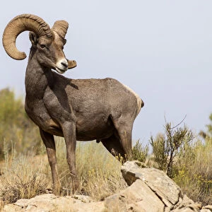 USA, Colorado, Mesa County, Bighorn Sheep (Ovis canadensis) in the Colorado National