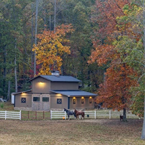 USA, Deep South, Tennessee, Oneida, farm and horses