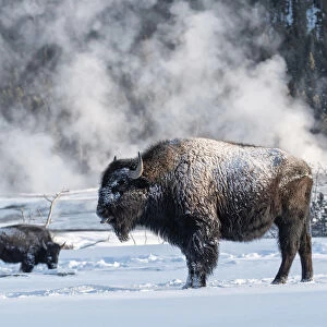 USA, Rocky Mountains, Wyoming, Yellowstone National Park, Bison, Bison in snow