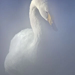 A whooper swan emerges from the steam of the hot springs in Lake Kussharo shores