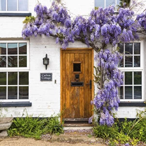 Wisteria over cottage entrance, Little Glemham, Suffolk, England