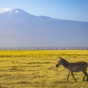 Zebra with Mount Kilimanjaro, Amboseli National Park, Kenya