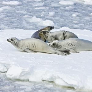 Adult crabeater seals (Lobodon carcinophaga) hauled out on an ice floe below the Antarctic circle on the western side of the Antarctic Peninsula. This is the most abundant pinniped in the world