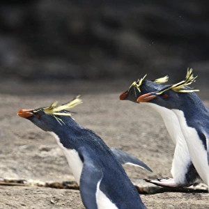 Adult rockhopper penguins (Eudyptes chrysocome moseleyi) hopping on Nightingale Island in the Tristan da Cunha Island Group, South Atlantic Ocean. This sub-species of rockhopper penguin is endemic to the Tristan da Cunha Island Group