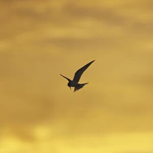 Arctic Tern (Sterna paradisaea) flying silhouetted against orange early morning sky. Soroby, Argyll, , Scotland