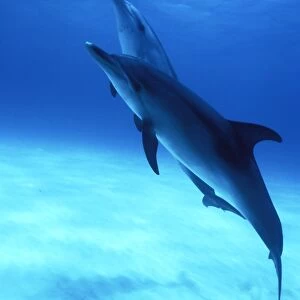 Atlantic Spotted Dolphins (Stenella frontalis) underwater on the Little Bahama Banks, Grand Bahama Island, Bahamas (Resolution Restricted - pls contact