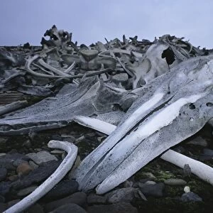 Beluga grave yard at an old whaling station on Spitsbergen. Svalbard