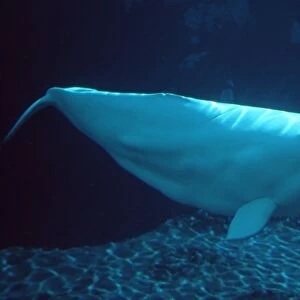 Beluga whale (Delphinapterus leucas). San Diego, California, USA