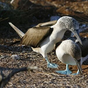 Blue-footed booby (Sula nebouxii) mating exhibition in the Galapagos Island Group, Ecuador. The Galapagos are a nest and breeding area for blue-footed boobies