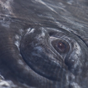 California Gray Whale eye detail (Eschrichtius robustus) in Magdalena Bay near Puerto Lopez Mateos on the Pacific side of the Baja Peninsula, Baja California Sur, Mexico