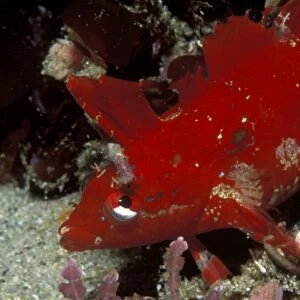 Crevice kelpfish (Gibbonsia montereyensis). USA, Channel Islands, CA. (rr)