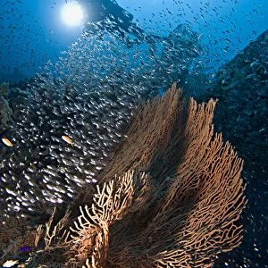 A Diver observing a Giant sea fan (Annella mollis) and the Glass fish (Parapriacanthus ransonneti) that have used its cover as a safe haven. Sharm El Sheikh, South Sinai, Red Sea