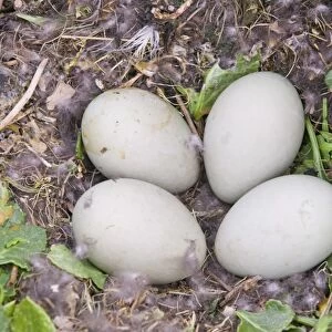 An Eider Ducks nest on Walney Island near Barrow in Funress Cumbria UK