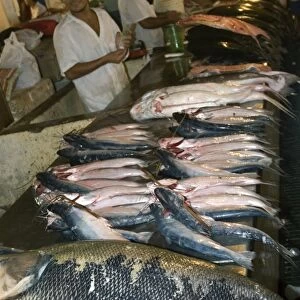 Freshwater fish including black tambaqui, Colossoma macropomum, for sale at municipal fish market, Manaus, Amazonas, Brazil