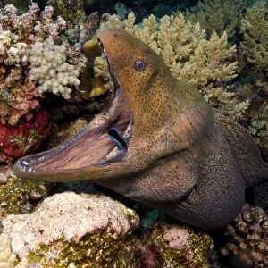 Giant oray eel (Gymnothorax javanicus), with cleaner wrasse (Labroides dimidiatus) in mouth, coral background, Egyptian Red Sea