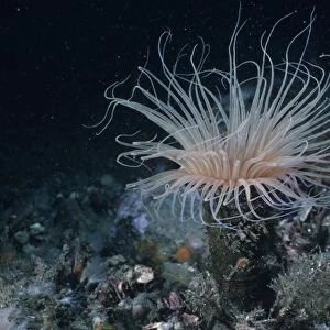 Giant tube anemone (Cerianthus sp). Mexico, Sea of Cortez